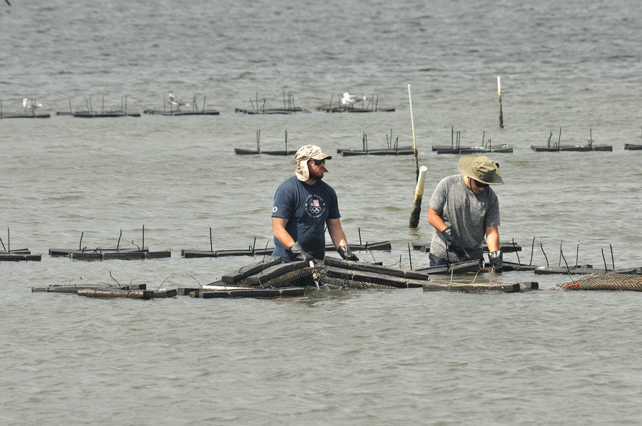 Sea farming